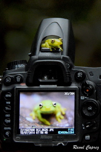 BEFORE and AFTER the shot
This tiny green frog swam to t... by Raoul Caprez 
